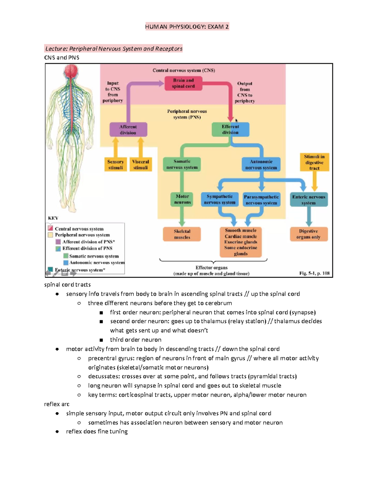 BIO 261 - Exam 2 Study Guide - Lecture: Peripheral Nervous System and ...