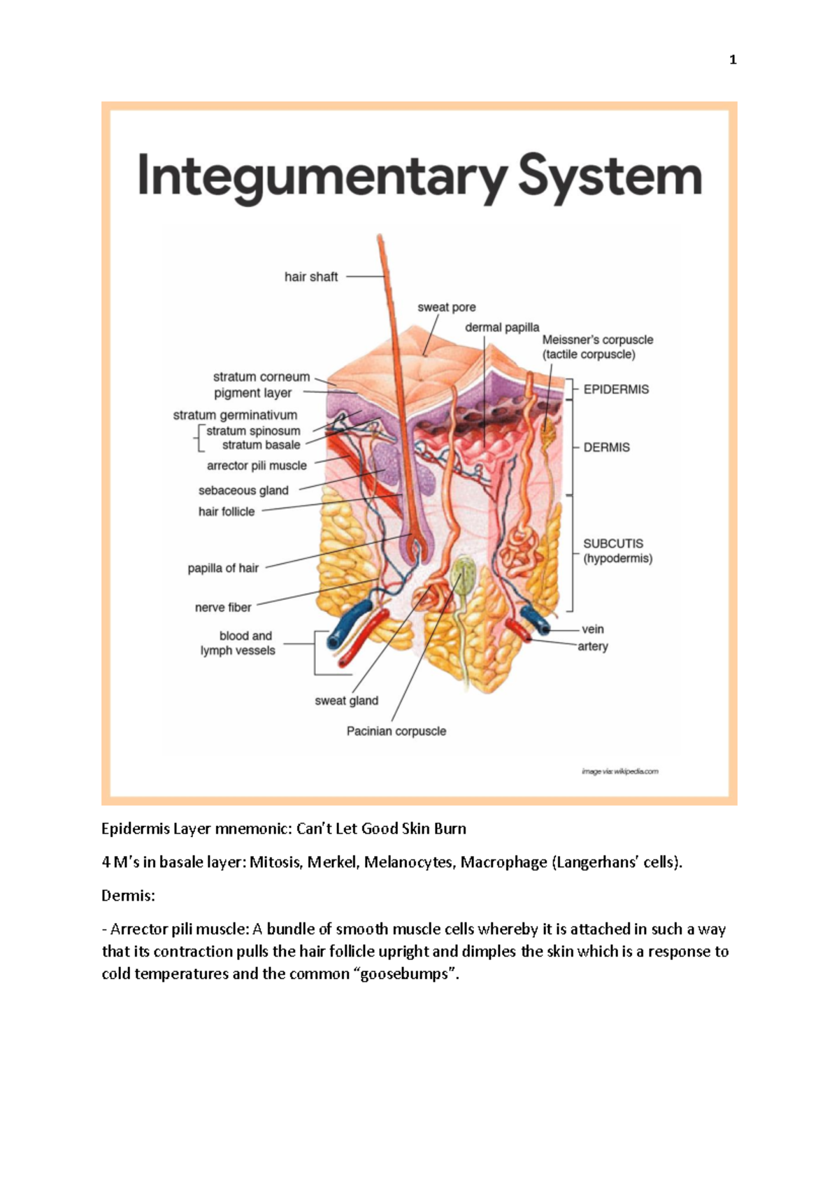 Skin Summary Anatomy ANAT2020 Epidermis Layer mnemonic Can’t Let