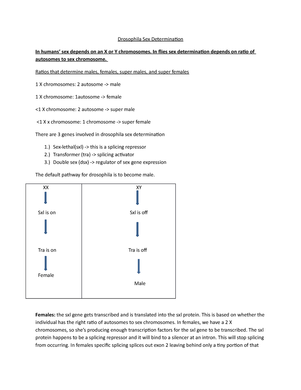 Drosophila Sex Determination Drosophila Sex Determination In Humans Sex Depends On An X Or Y 9187