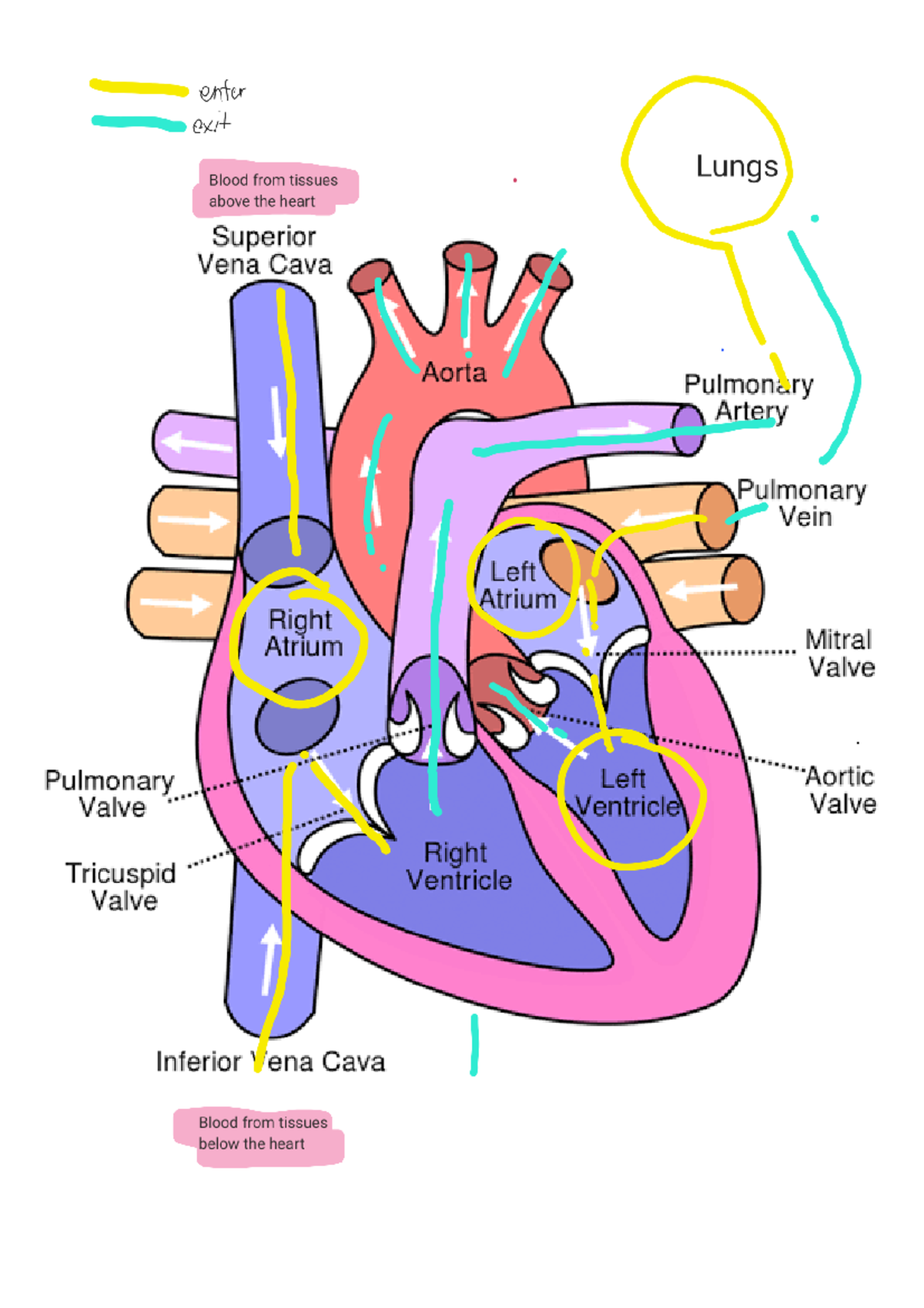 Heart - enter exit Blood from tissues Lungs above the heart Superior ...