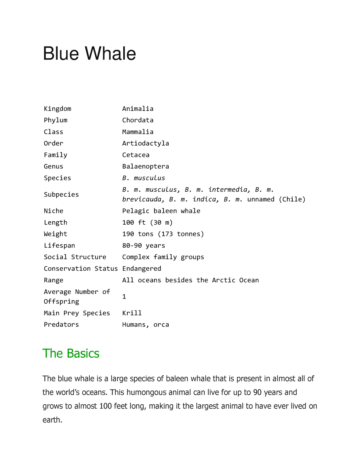 Blue Whale - Blue Whale Kingdom Animalia Phylum Chordata Class Mammalia