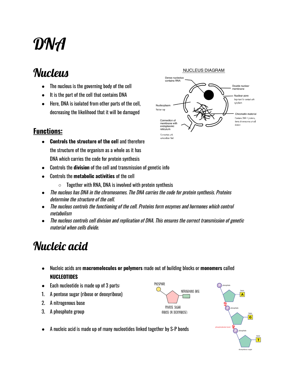 Biology DNA notes Grade 12 - DNA Nucleu The nucleus is the governing ...