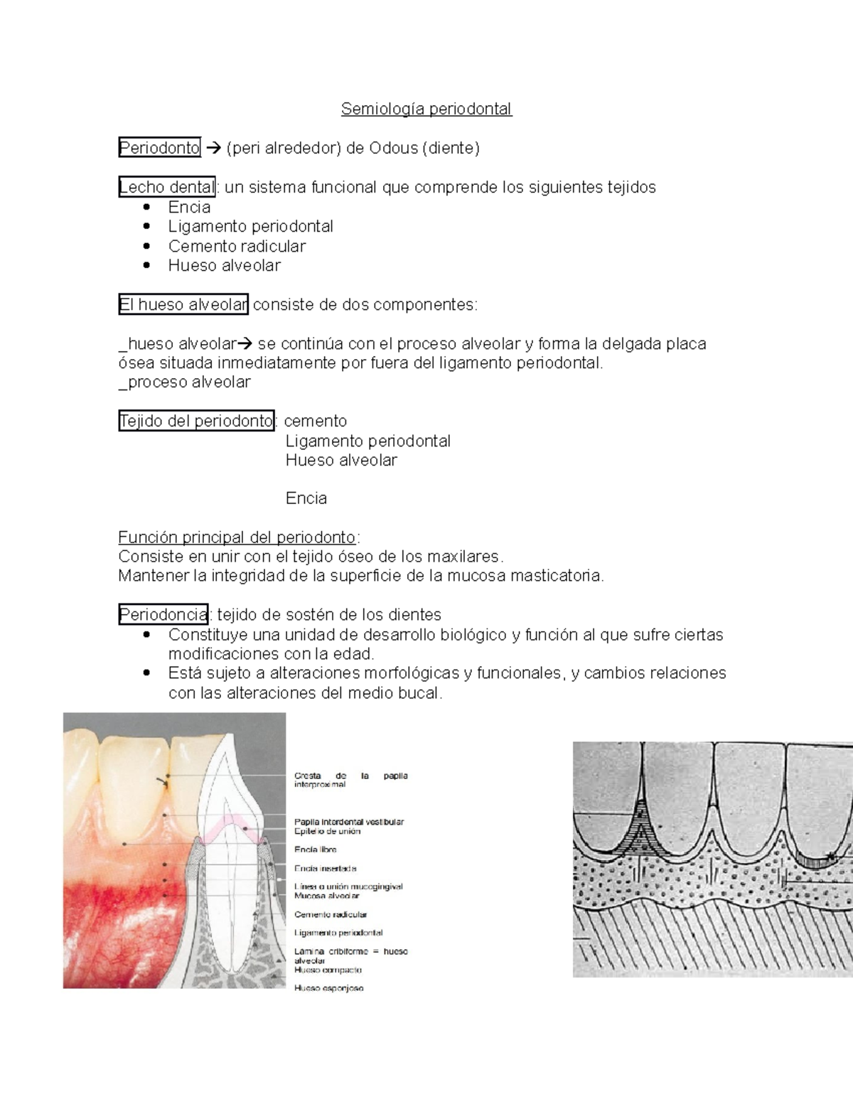 Semiologia Periodontal hueso alveolar ligamento periodontal