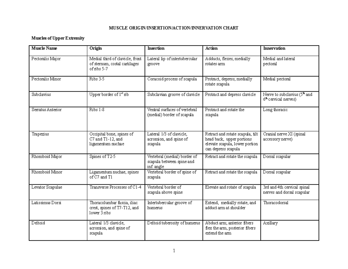 Muscles - Bio 411 - Summary Anatomy - MUSCLE ORIGIN/INSERTION/ACTION ...