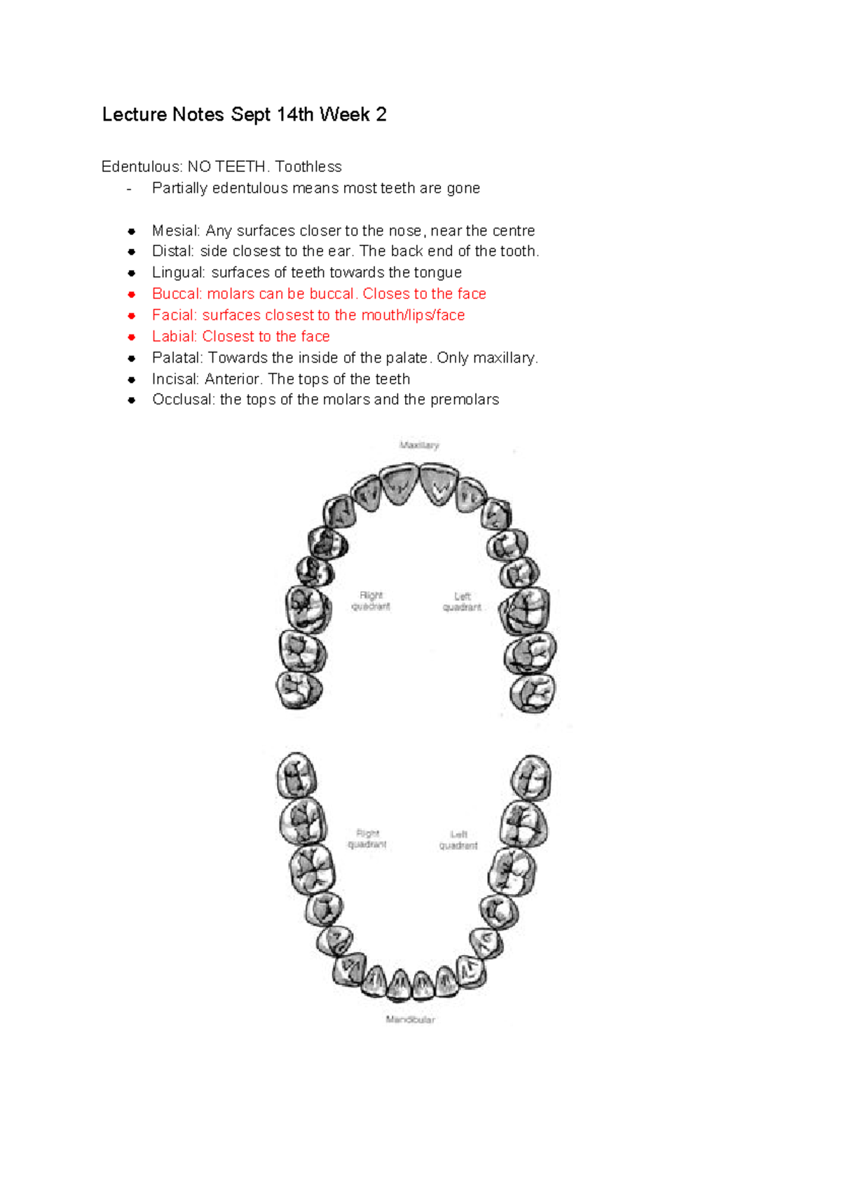 Lecture Notes Sept 14th Week 2 - Toothless - Partially edentulous means ...