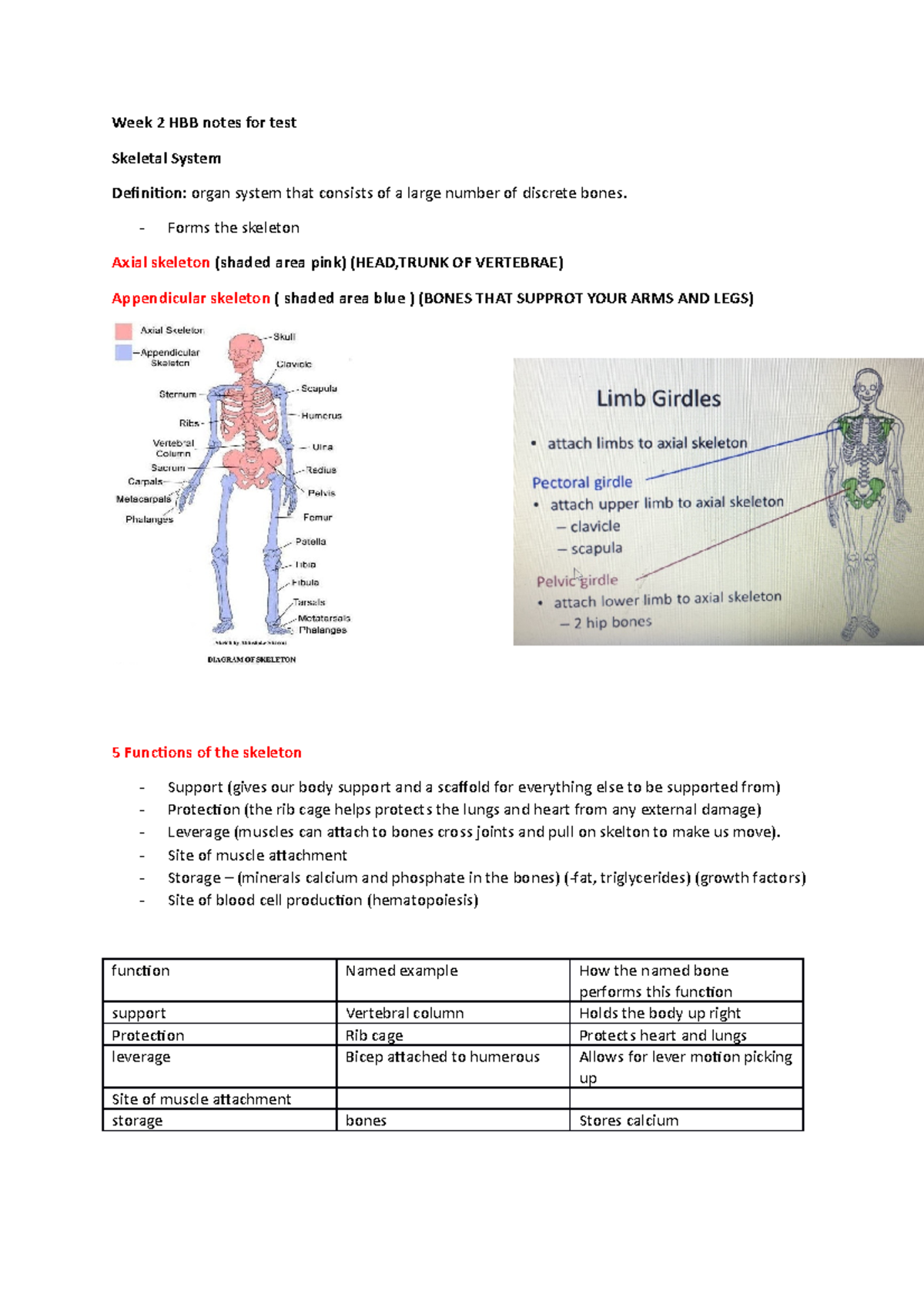 Week 2 HBB notes for test - Week 2 HBB notes for test Skeletal System ...