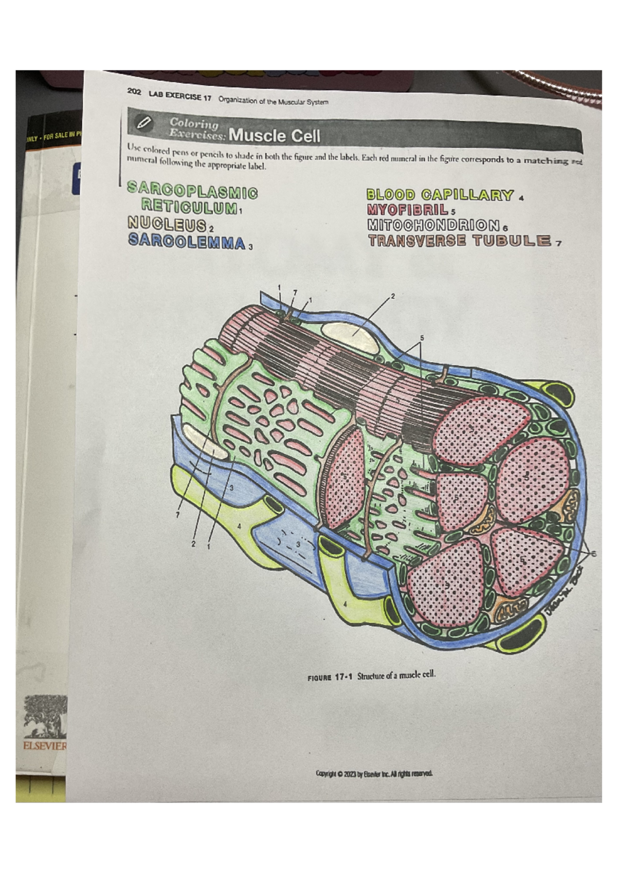 Laboratory Activity - Muscular - Anatomy and Physiology - Studocu