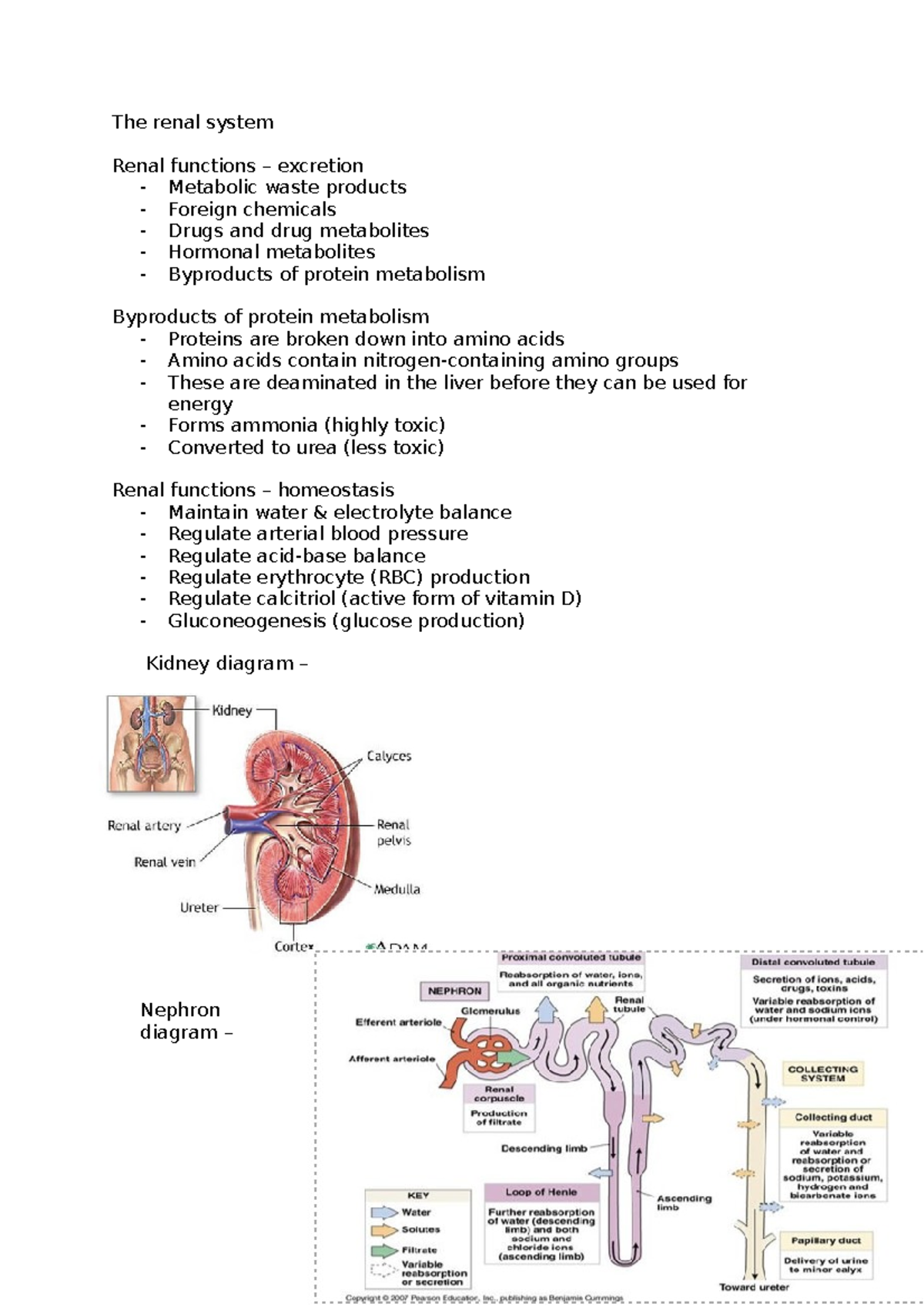 The renal system - The renal system Renal functions – excretion ...