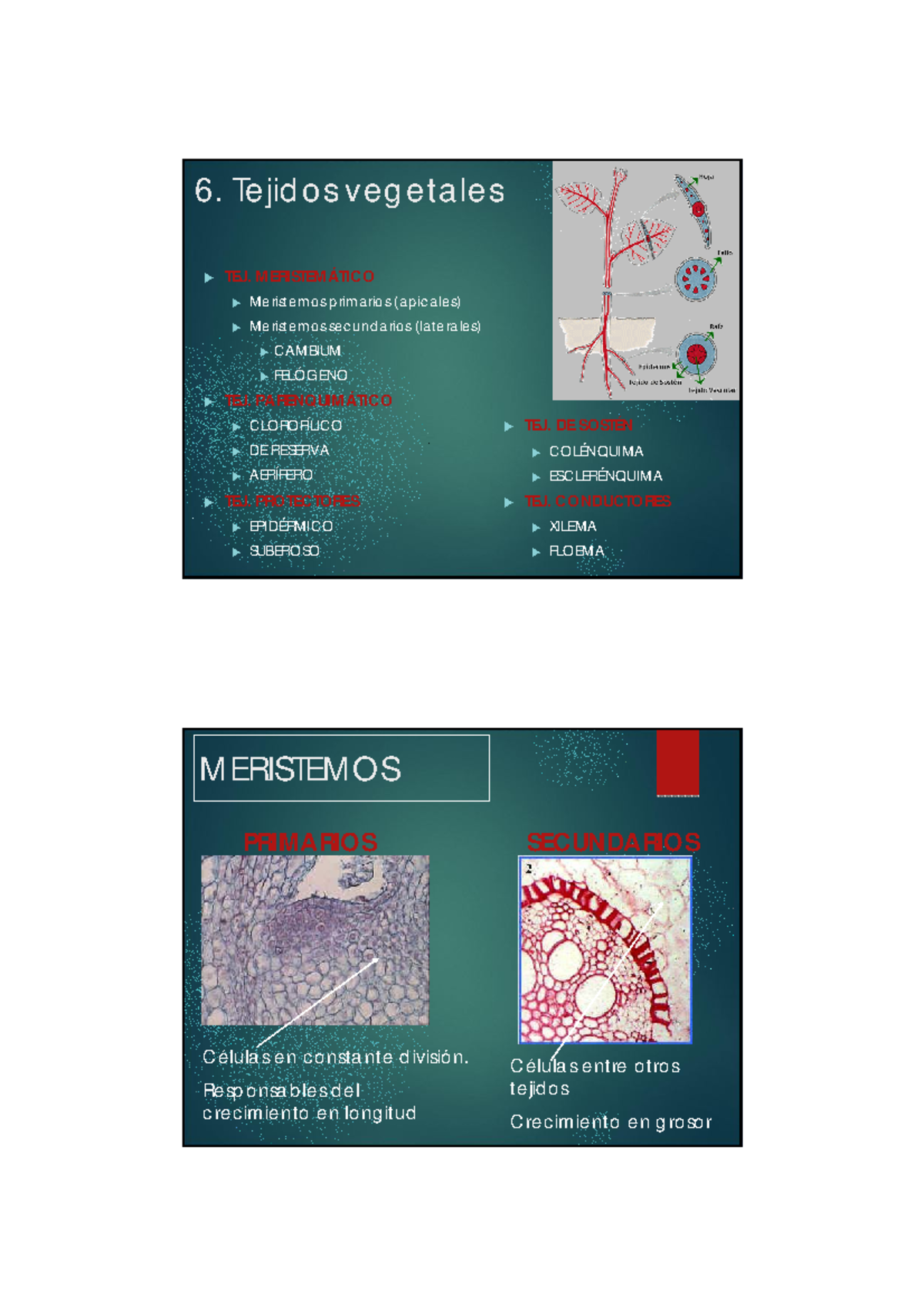 Tejidos-vegetales - 6. Tejidos vegetales TEJ. MERISTEMÁTICO Meristemos ...