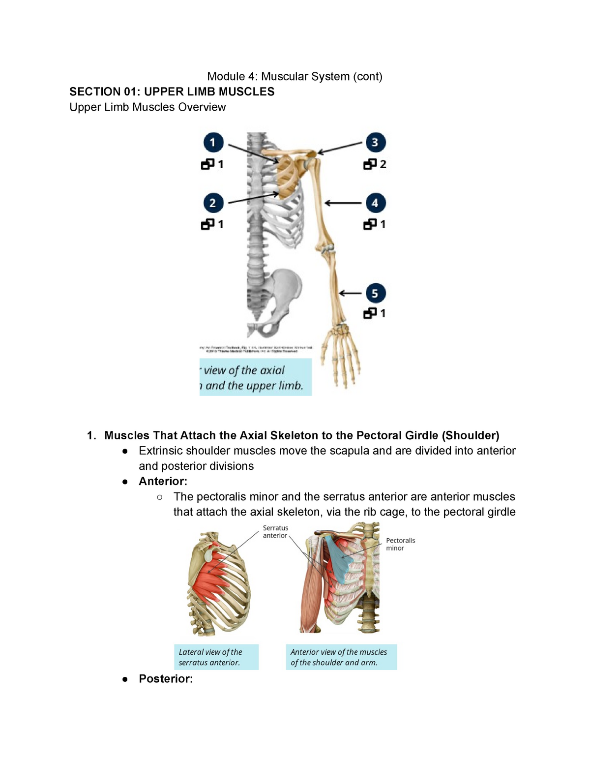 Module 4 Muscular System (cont) - Module 4: Muscular System (cont ...