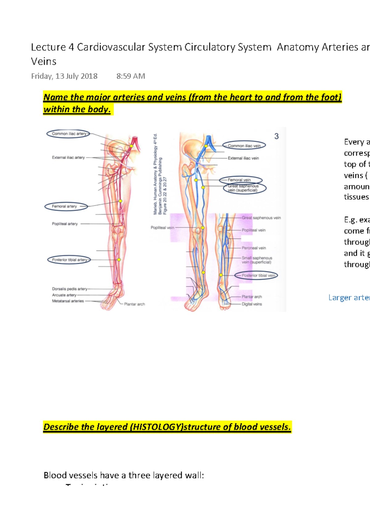 Lecture 4 Cardiovascular System Circulatory System Anatomy Arteries and ...