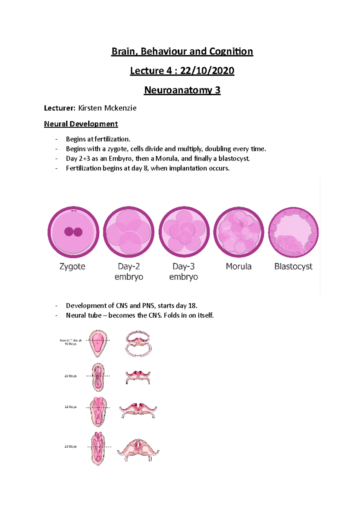 BBC - L4 - Neuroanatomy III - Brain, Behaviour and Cognition Lecture 4 ...