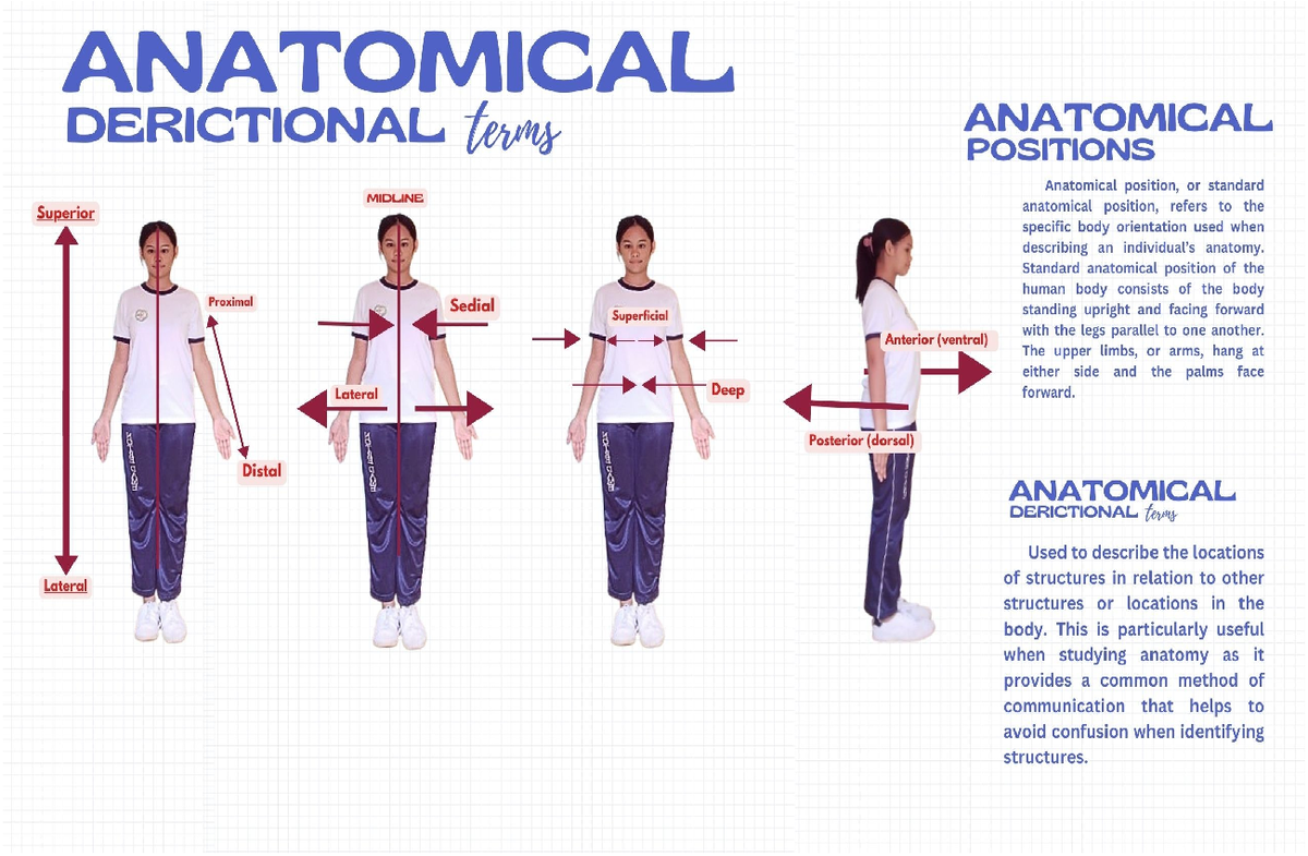 MINI PT CHEM - none - ANATOMICAL DERICTIONAL terms ANATOMICAL POSITIONS ...