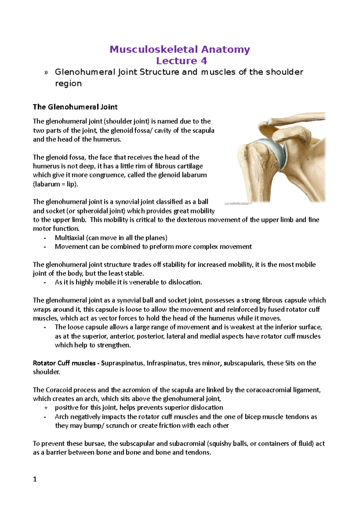 Musculoskeletal Anatomy 4 2 - HUBS1105 - UoN - Studocu