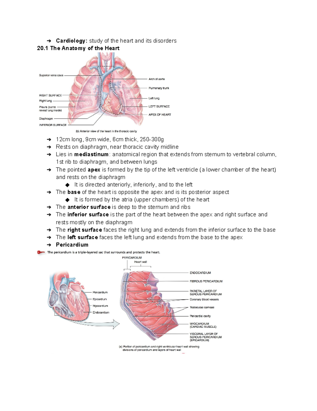 Chapter 20 The Cardiovascular System The Heart - Cardiology: study of ...