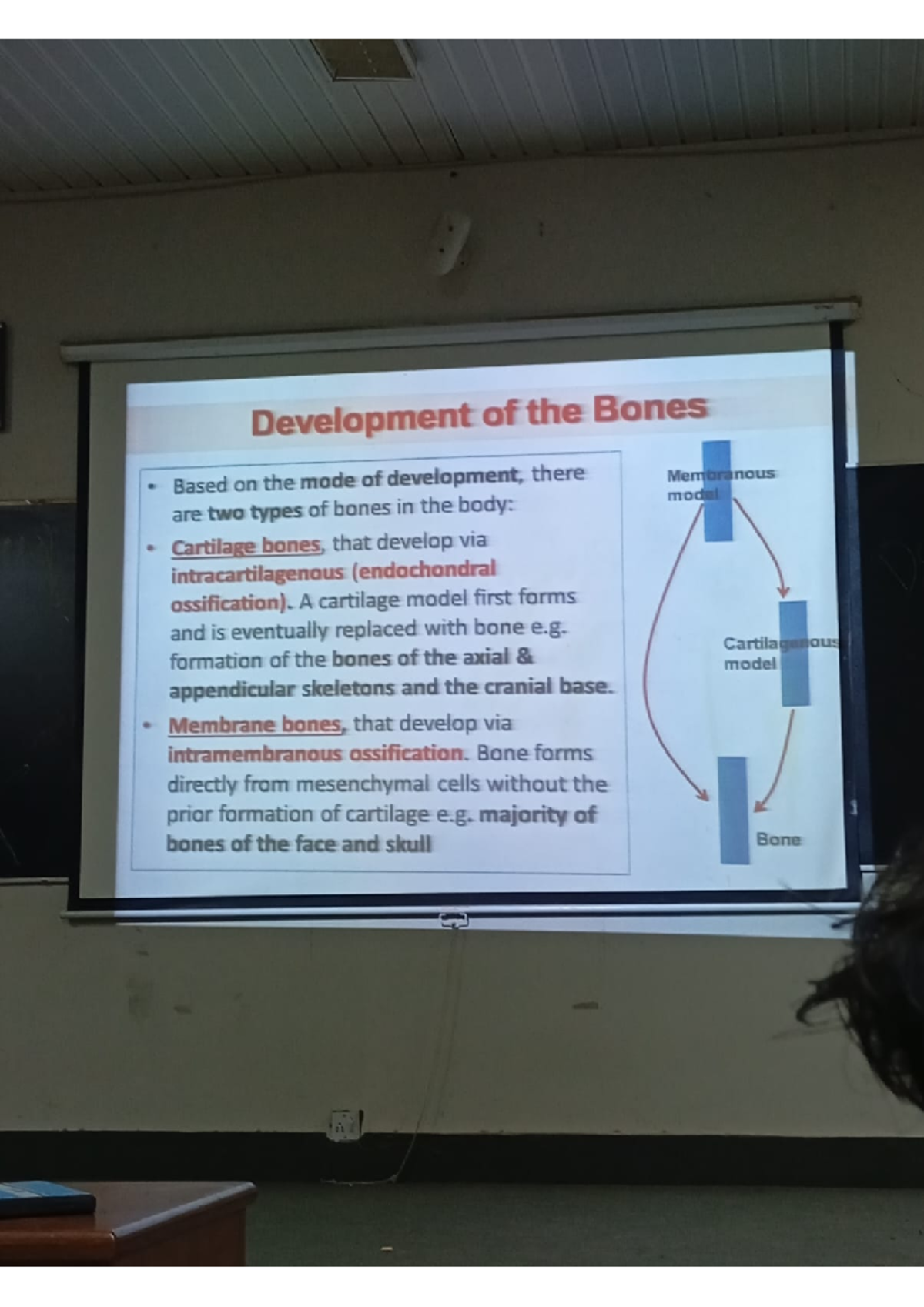 Development of lower limb - Development of the Bones Based on the mode ...