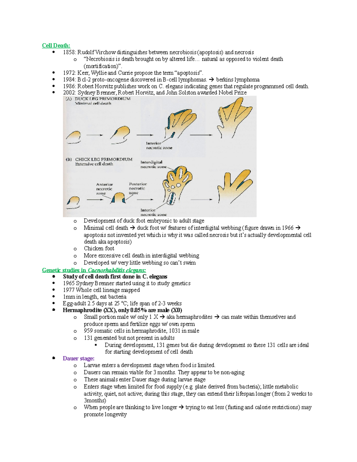 Cell Death - Lecture notes 22 - Cell Death: 1858: Rudolf Virchow ...