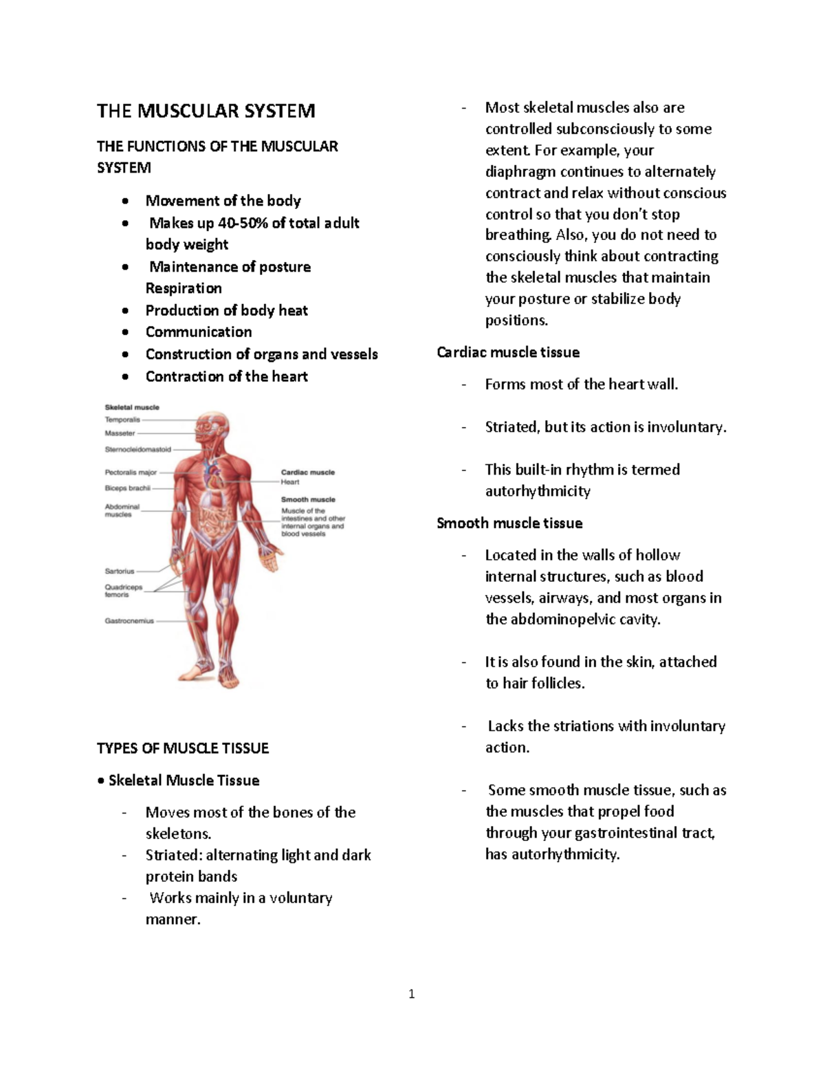 THE Muscular System Reviewer - THE MUSCULAR SYSTEM THE FUNCTIONS OF THE ...