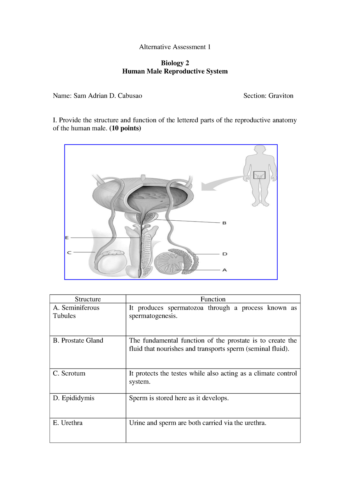 Human Male Reproductive System Q1 AA1 - Alternative Assessment 1 ...