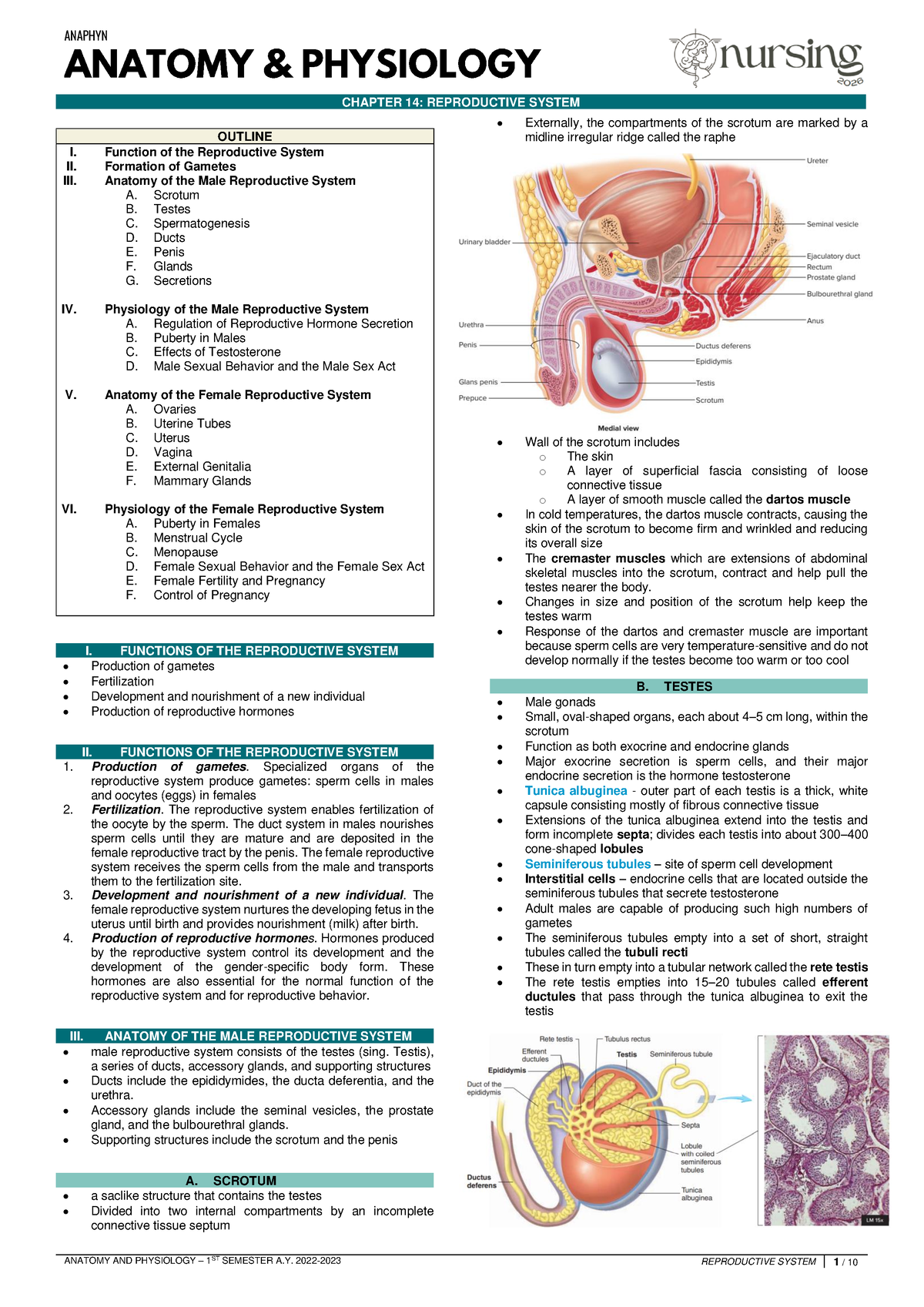 11 - Reproductive System - ANAPHYN CHAPTER 14: REPRODUCTIVE SYSTEM ...