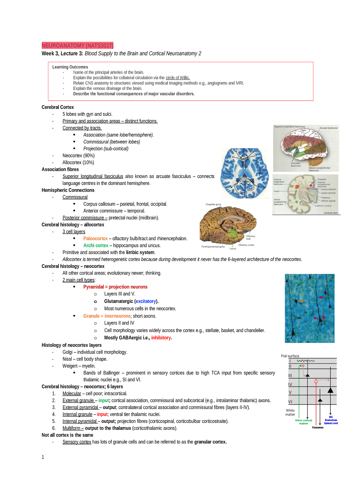 3 - Blood Supply & Cortical Neuroanatomy 2 - NEUROANATOMY (NATS3037 ...