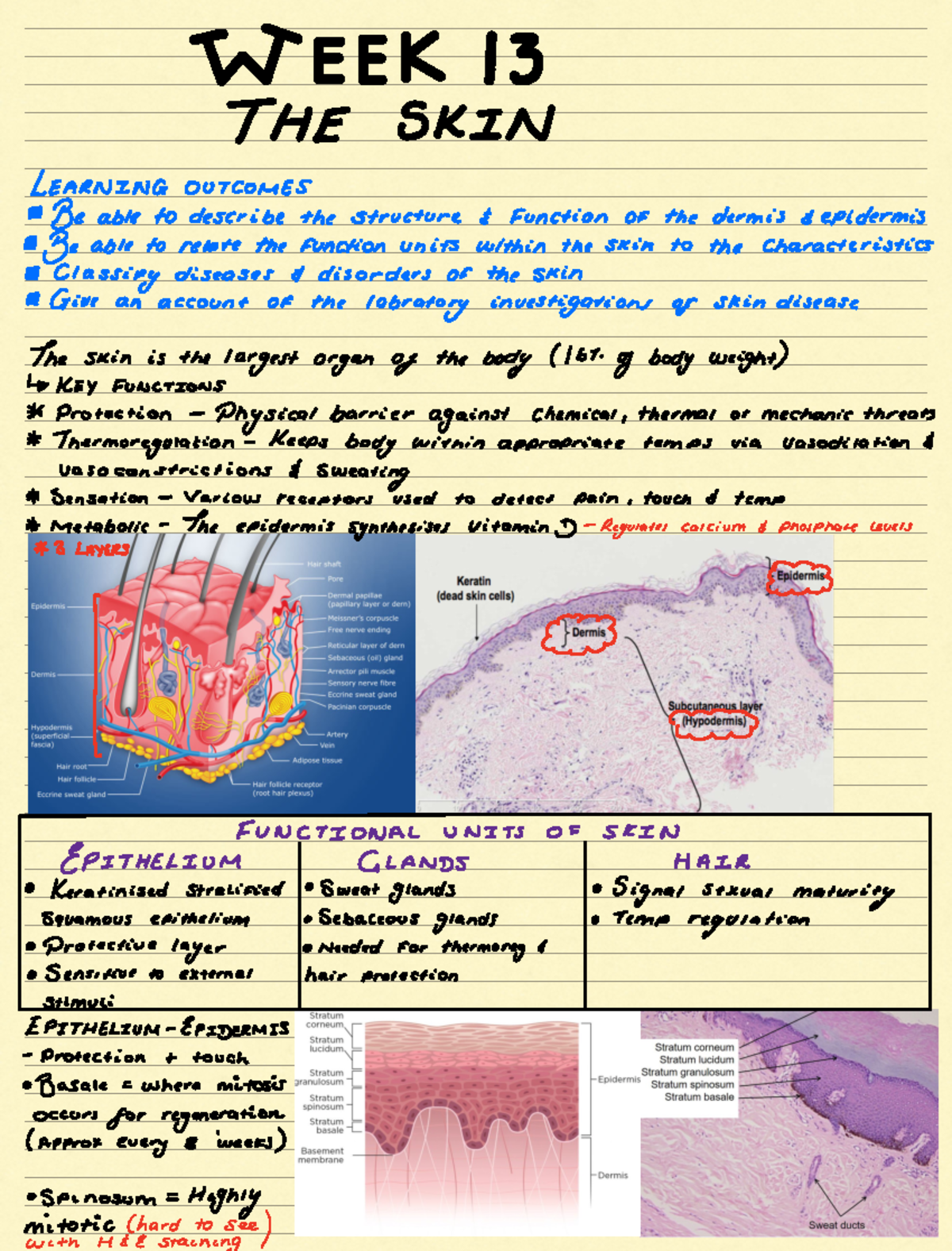 WEEK 13 - BRIEF NOTES ON THE SKIN - 13 THE SKIN LEARNING OUTCOMES Be ...
