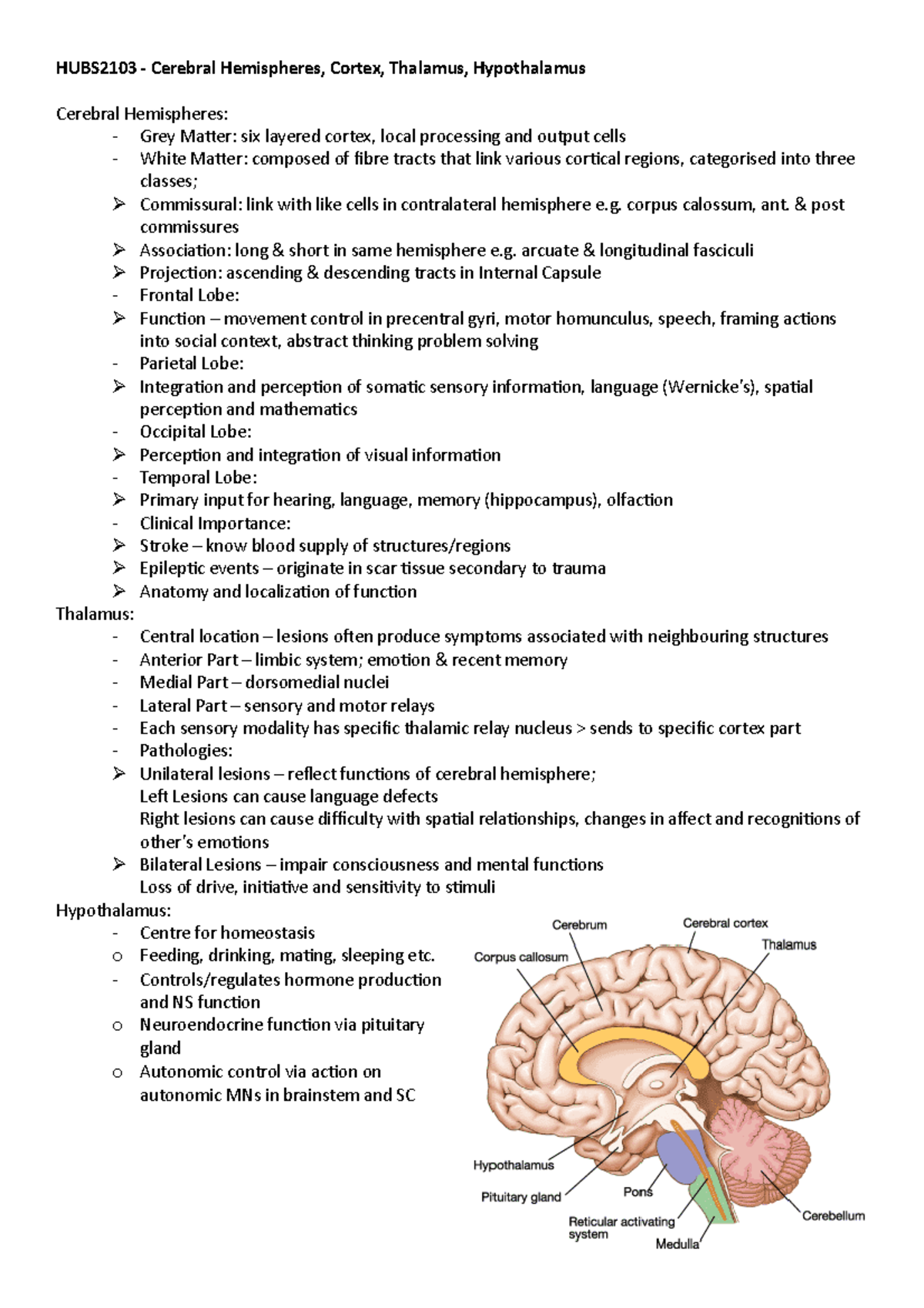 HUBS2103 - Cerebral Hemispheres, Cortex, Thalamus, Hypothalamus 2 ...