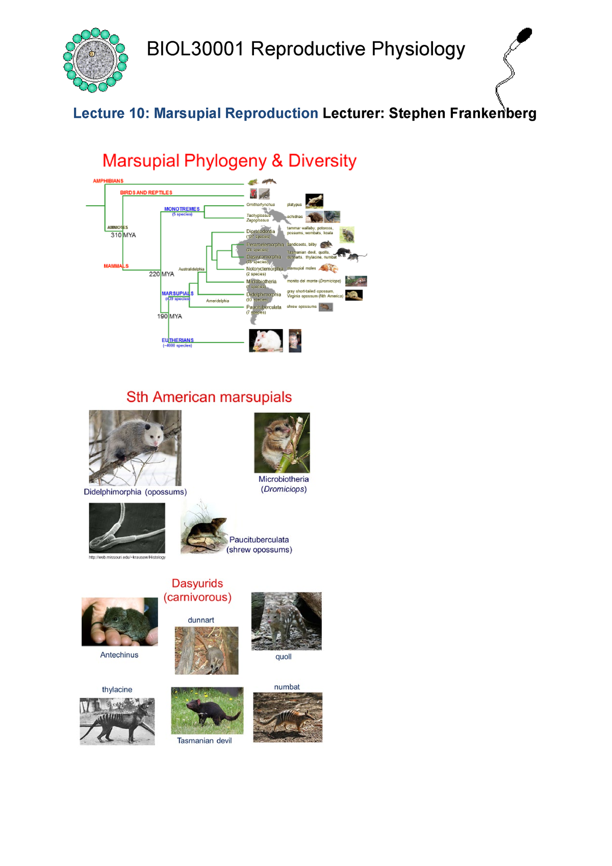 BIOL30001-2022-10-Marsupial Reprod-notes - Lecture 10: Marsupial