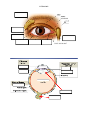 BIO 211 Lab 6 VK Veins - WORKSHEET - BIO-211 - Studocu