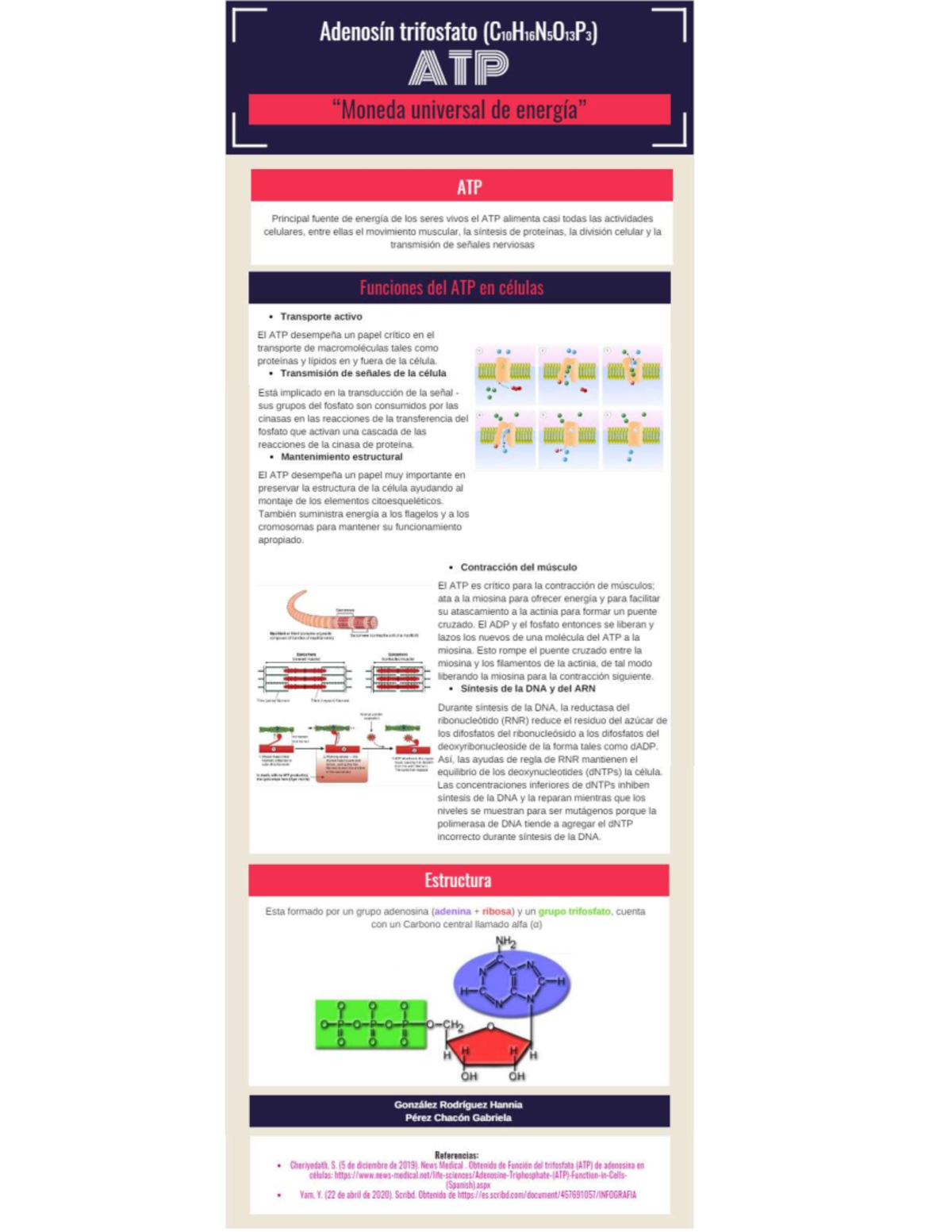 infografía sobre el Adenosin Trifosfato (ATP) para clase de bioquímica ...