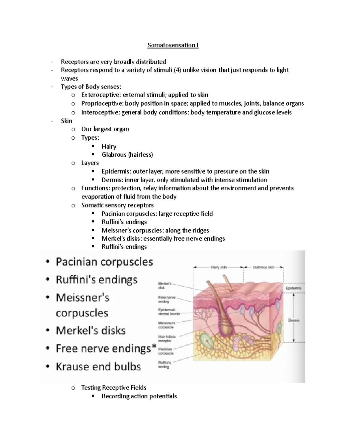 Somatosensation - Part I - Somatosensation I Receptors are very broadly ...