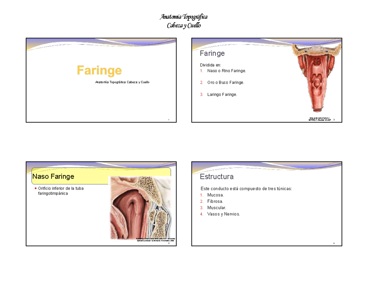 Faringe Laringe - anato larginge - Cabeza y Cuello Anatomía Topográfica ...