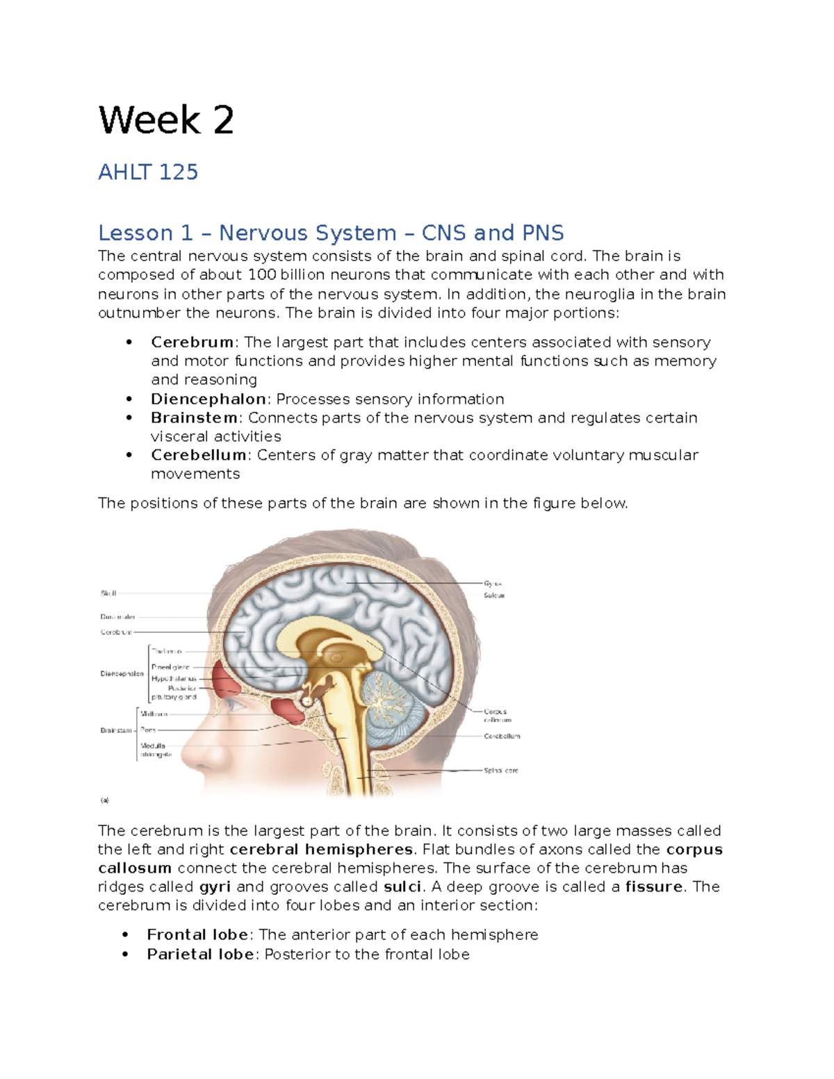 Lecture Notes On Chapter 2 - Week 2 AHLT 125 Lesson 1 – Nervous System ...