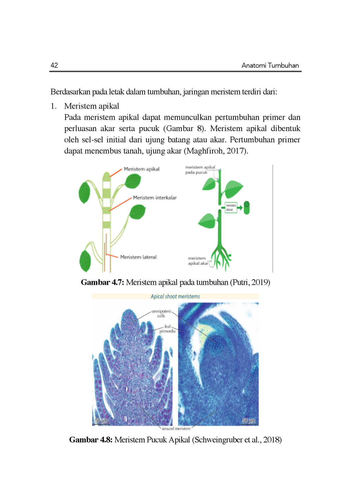 Fullbook Anatomi Tumbuhan Purwanti-7 - 42 Anatomi Tumbuhan Berdasarkan ...