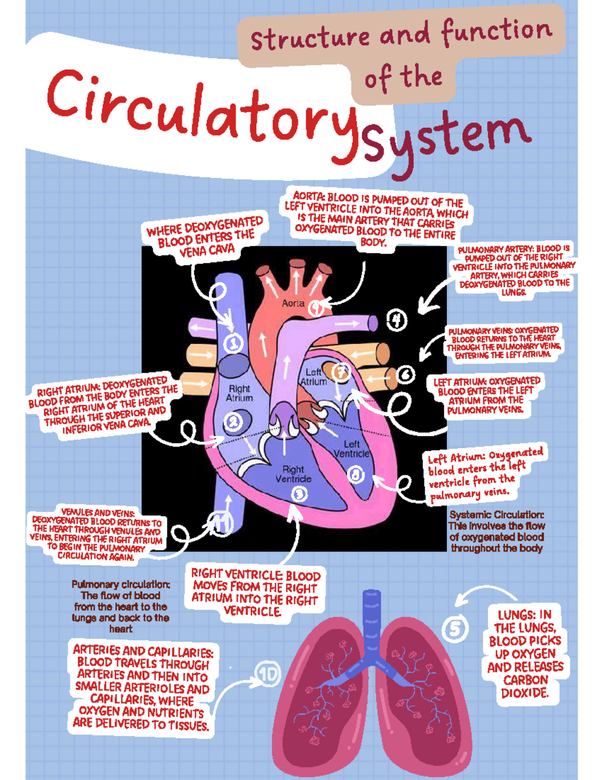 Circulatory system - no ok - Structure and function of the ...