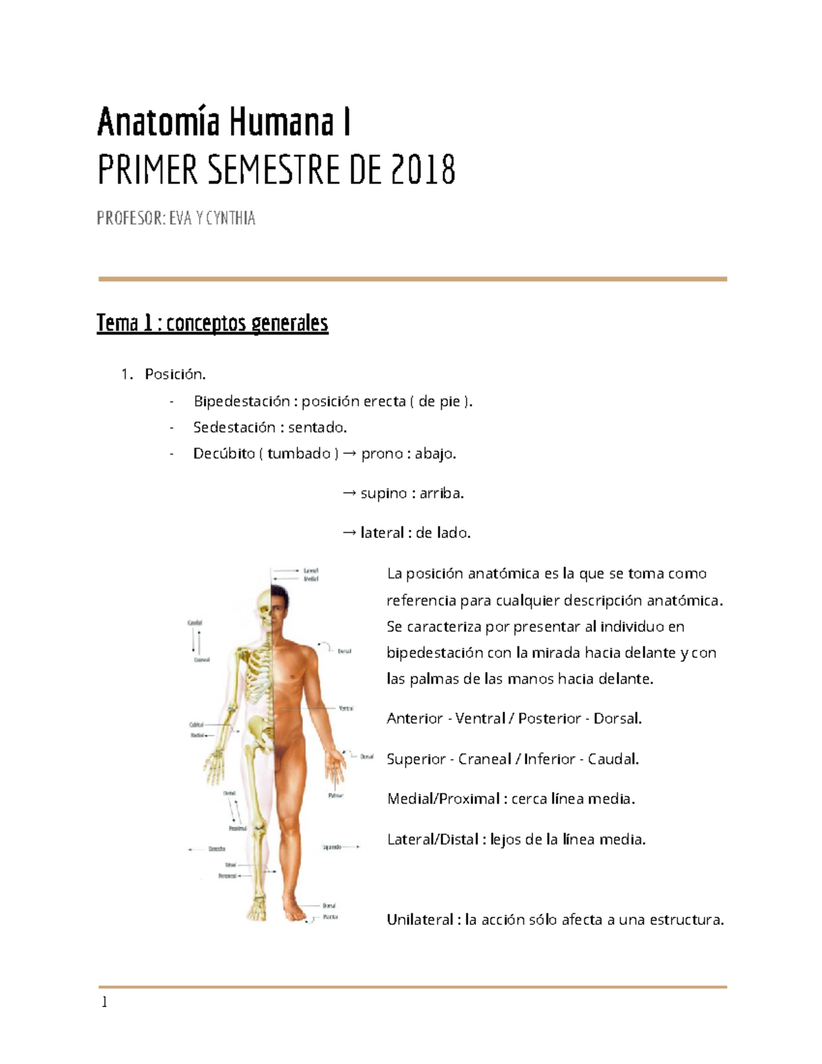 Anatomía 1 Tema 1 Anatomía Humana I Primer Semestre De 2018 Profesor Eva Y Cynthia Tema 1