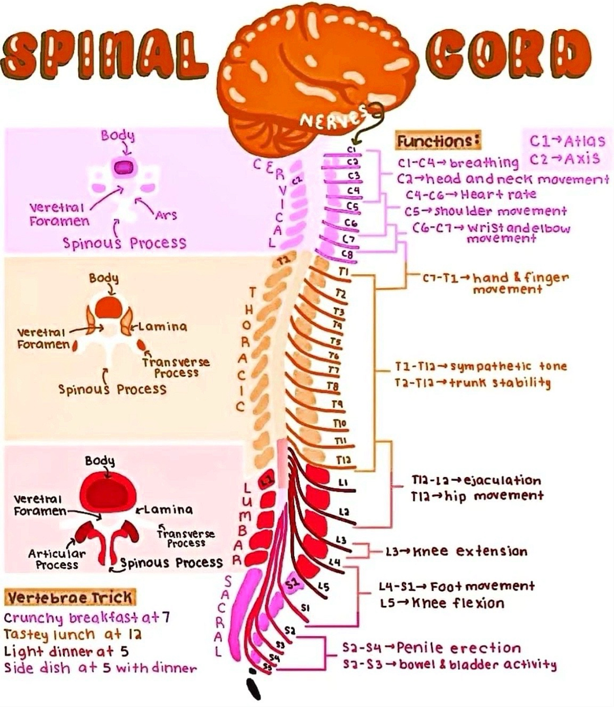 Document 2024-09-21 153404 - SPINAL CORD NER Body Functions: C1 Atlas ...