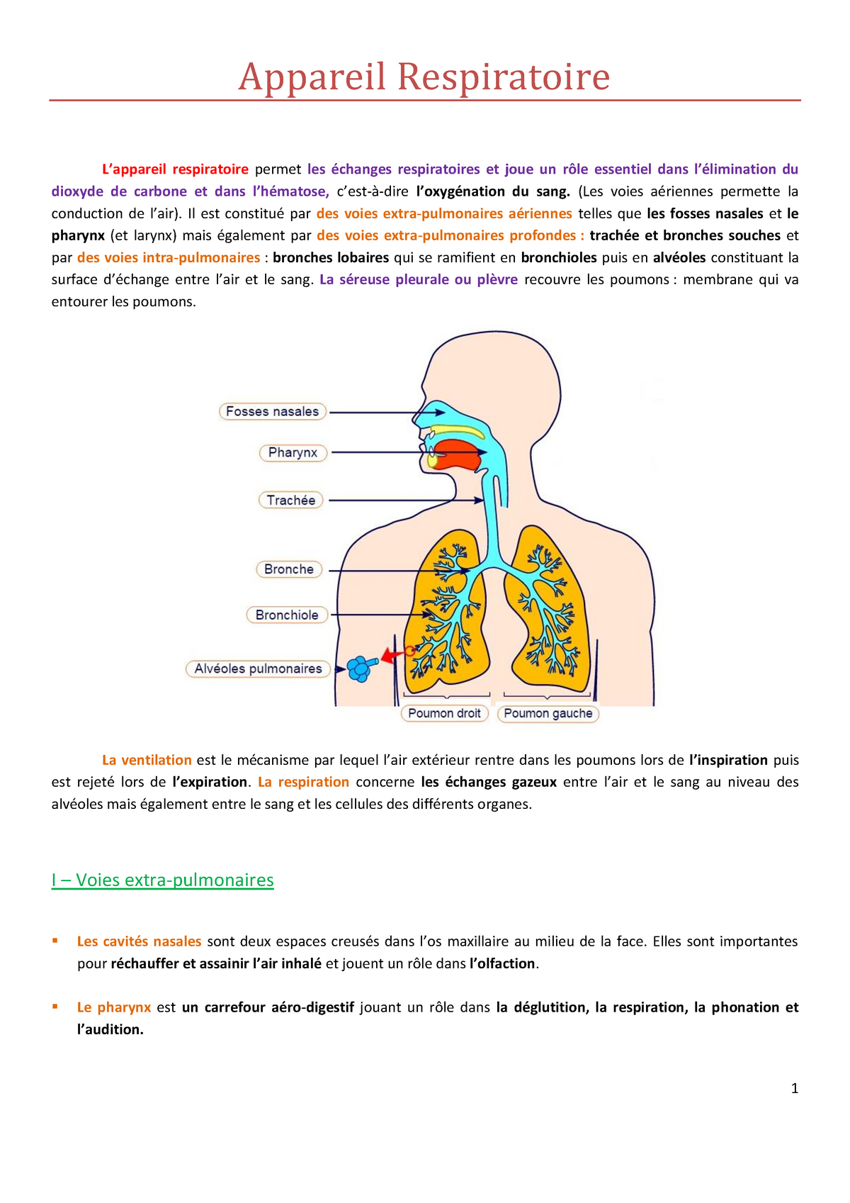 CCHST: Comment les matières particulaires passent-elles dans l'appareil  respiratoire?