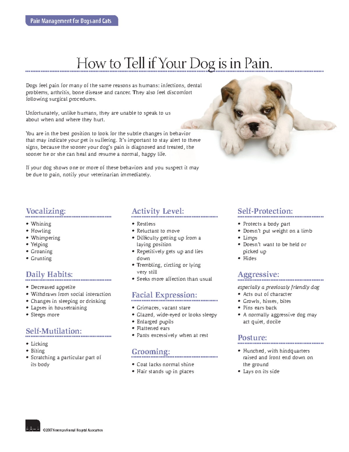 Painmanagement dogs web Pain Management for Dogs and Cats ©2007