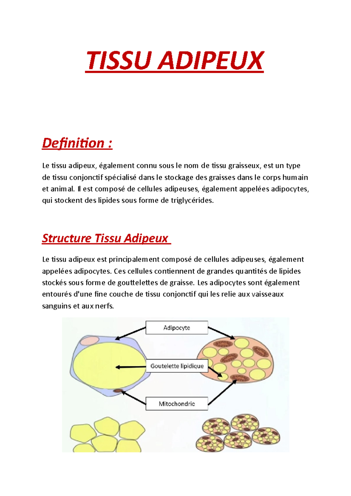 Tissu Adipeux TISSU ADIPEUX Definition Le tissu adipeux, également