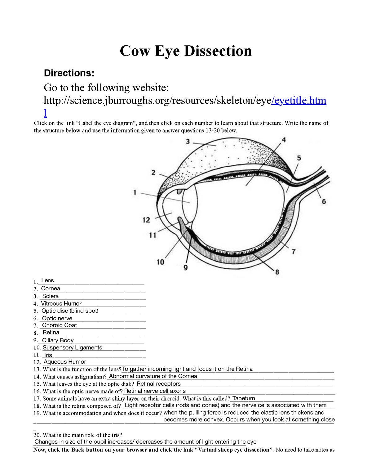 Cow Eye Dissection Cow Eye Dissection Directions Go To The Following