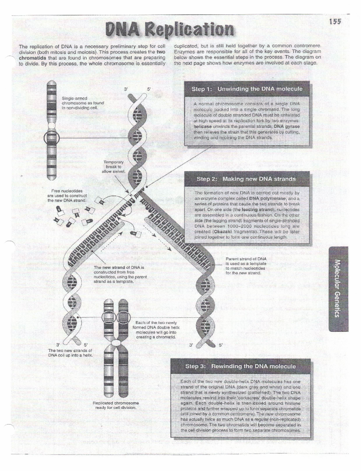 DNA Replication Wksheet - BIOL 111 - Studocu