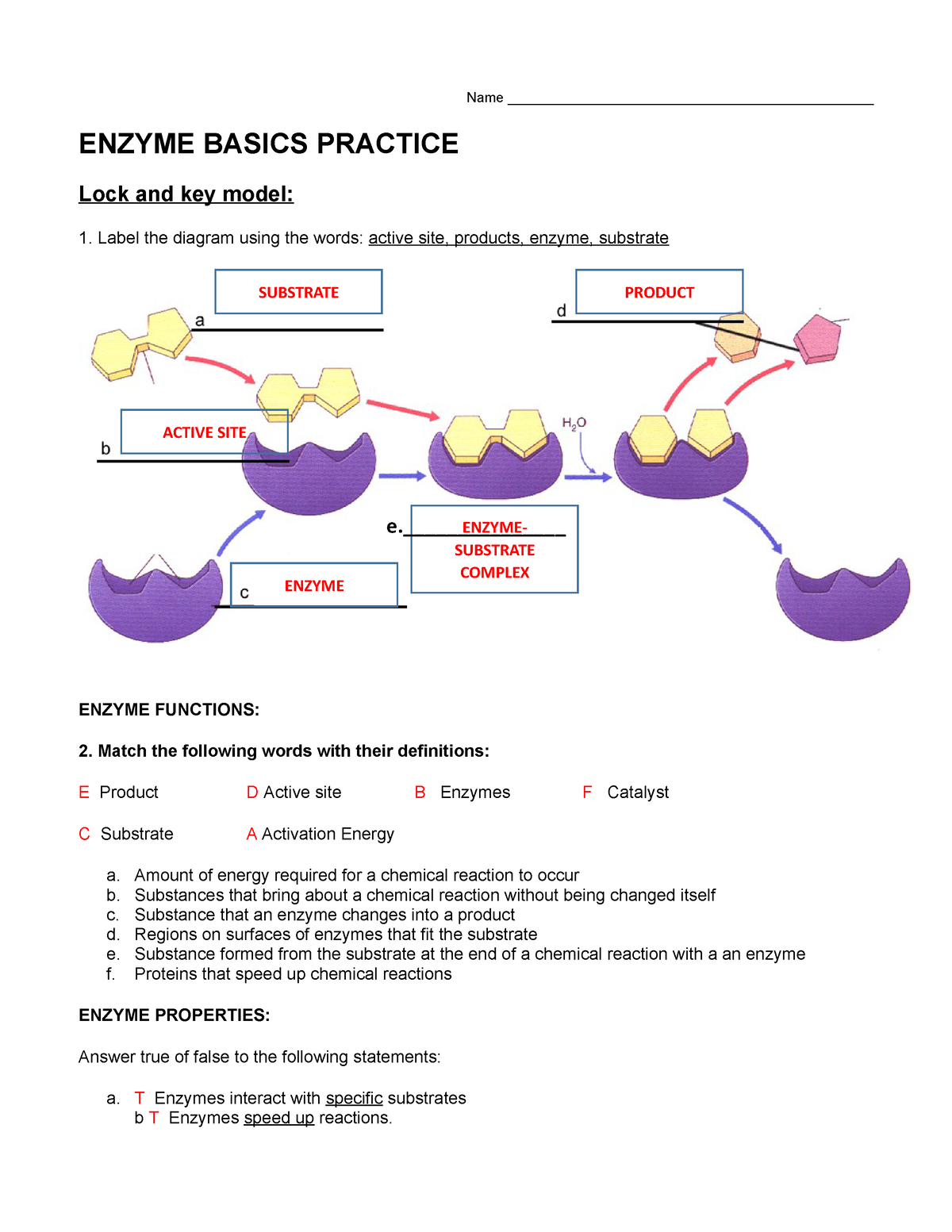 enzyme-basics-practice-key-2hg9sph-name