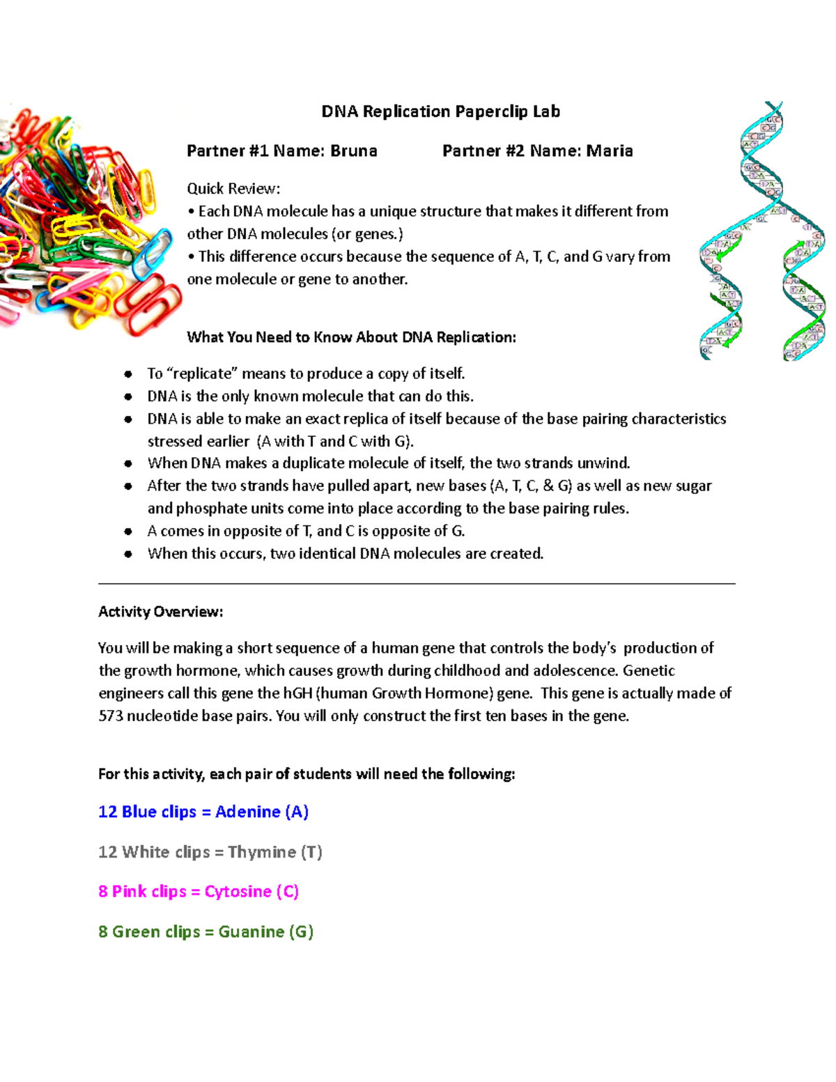Copy of 3.1 Day 2DNA Replication Paperclip Lab DNA Replication