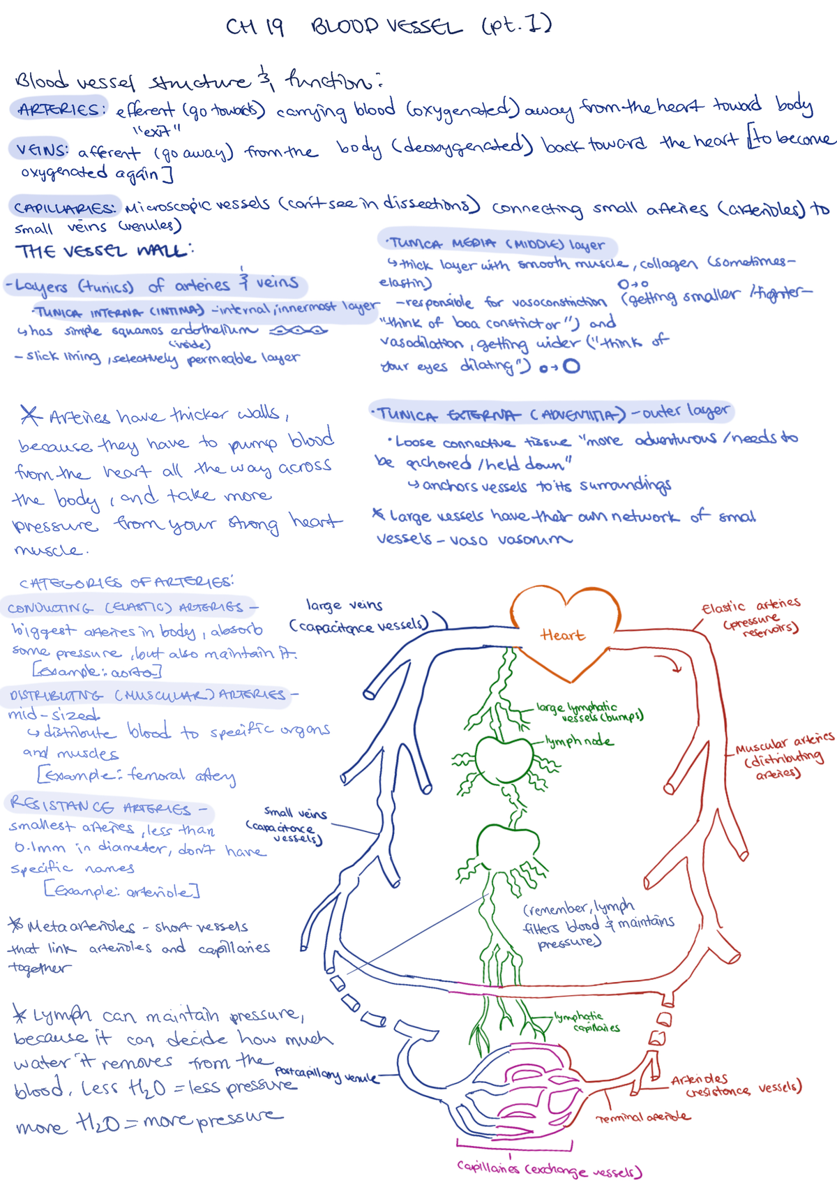 Blood Vessels - Artery types and info - BIO 50B - Studocu