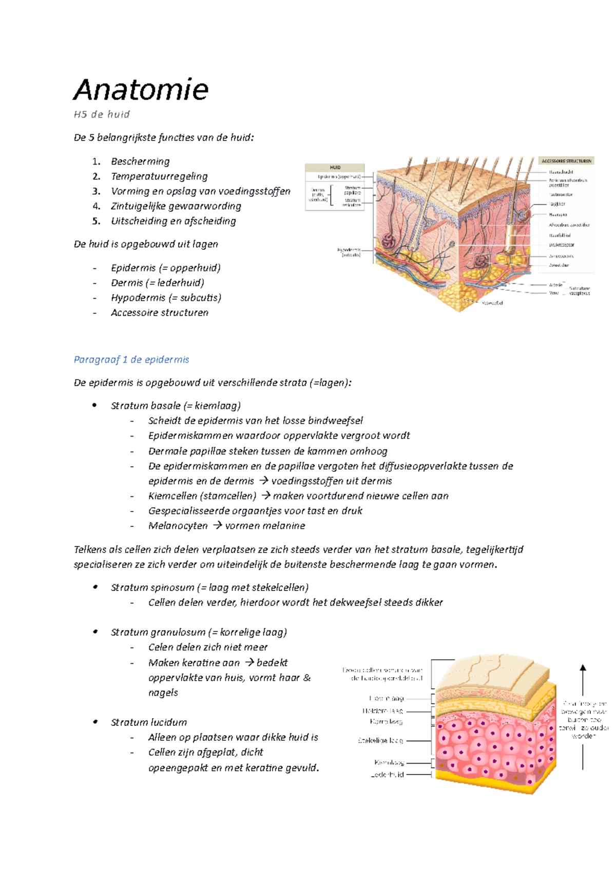 H5 De Huid - Anatomie H5 De Huid De 5 Belangrijkste Functies Van De ...