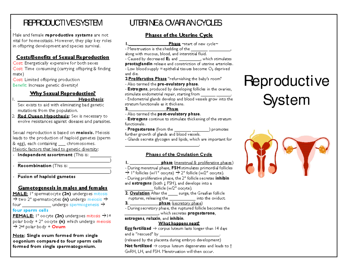 Reproductive Brochure-1 - REPRODUCTIVE SYSTEM UTERINE & OVARIAN CYCLES ...