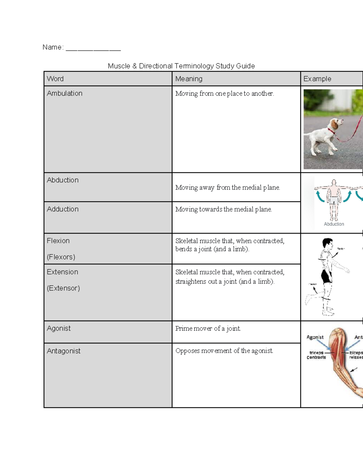 Copy of Unit E Muscle & Directional Terminology Study Guide - Answers ...
