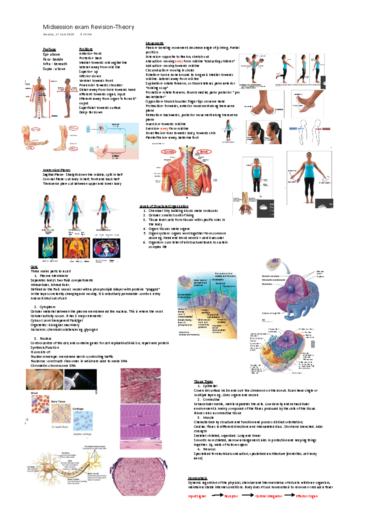 MEDI100 Midsem revision - Prefixes Epi- above Para- beside Infra ...