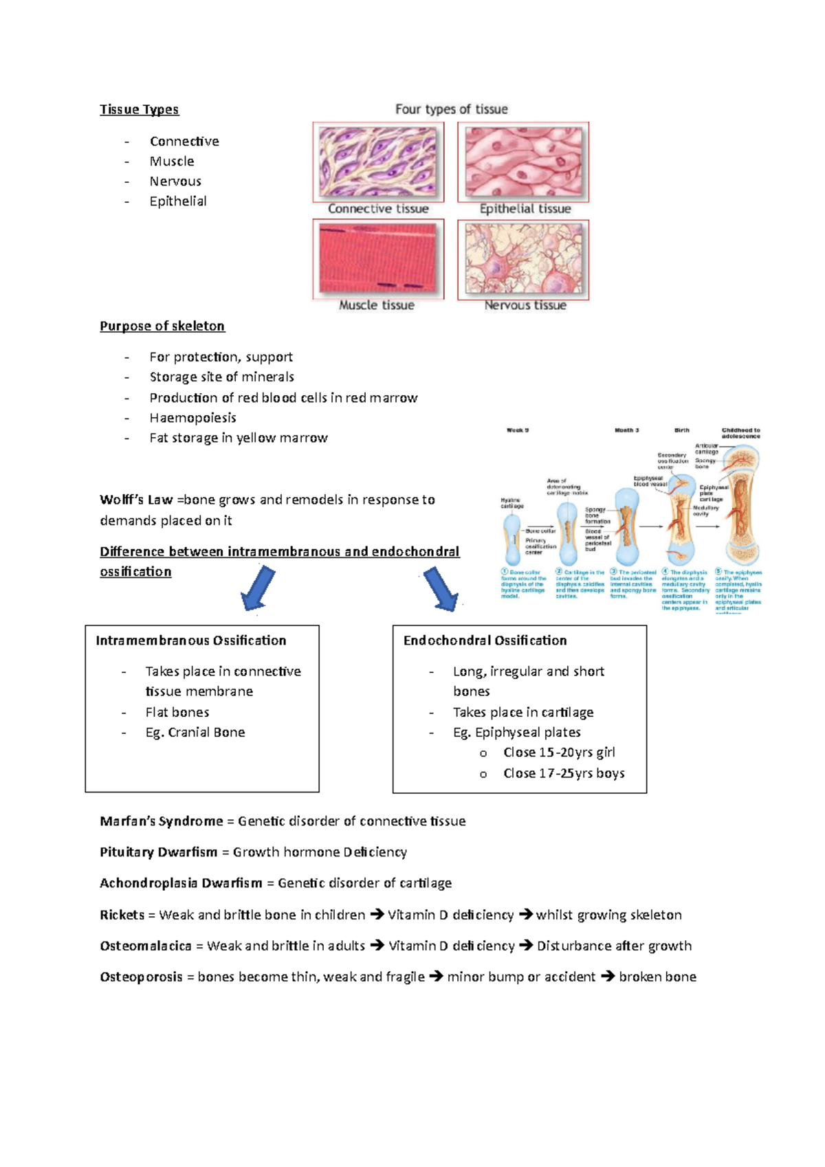 Week 1 Anatomy System 1 - Tissue Types Connective Muscle Nervous ...